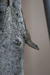 Anolis sagrei
