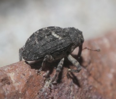 Eubulus bisignatus