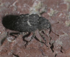 Eubulus bisignatus