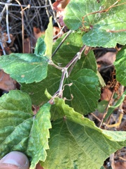 Vitis arizonica