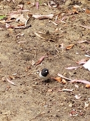 Junco hyemalis