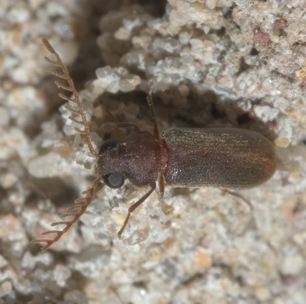 Euceratocerus gibbifrons