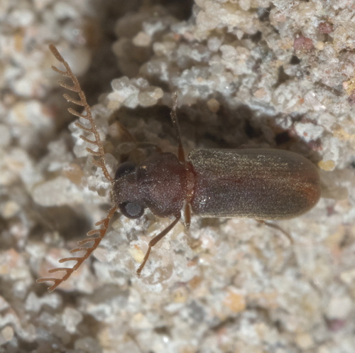 Euceratocerus gibbifrons