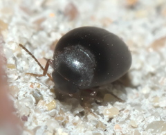 Eucinetus haemorrhoidalis