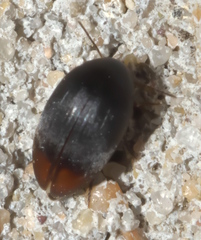 Eucinetus haemorrhoidalis