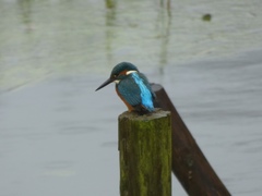 Alcedo atthis