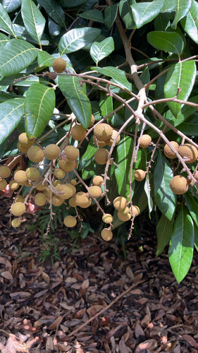 Dimocarpus, 2025-09-17