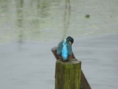 Alcedo atthis