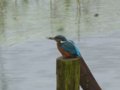 Alcedo atthis