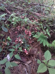 Lopezia hirsuta
