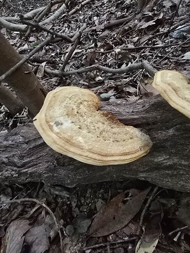 Fomitopsis dickinsii