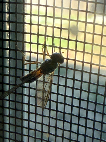 Unknown species found near N Huson St, Tacoma, WA, US