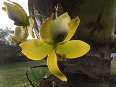 Cycnoches chlorochilon