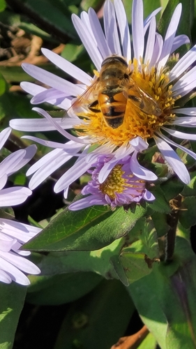 Unknown species found near Deming, WA 98244, USA