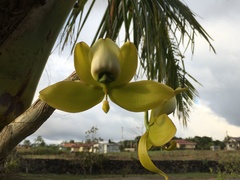 Cycnoches chlorochilon