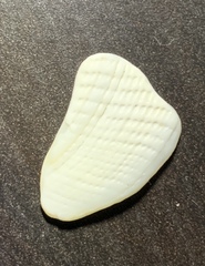 Mollusca
