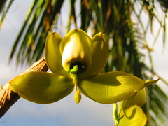 Cycnoches chlorochilon