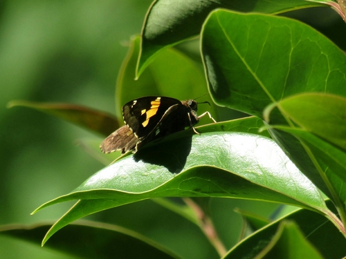 Epargyreus tmolis