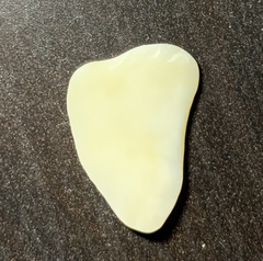 Mollusca