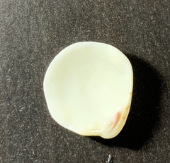 Mollusca