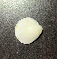 Mollusca