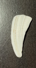 Mollusca