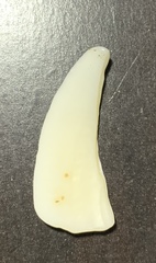 Mollusca