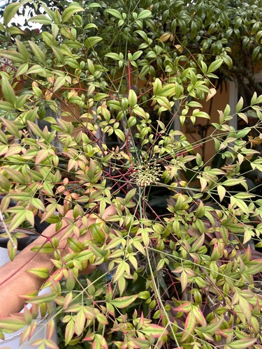 Nandina domestica observed 2025-09-17