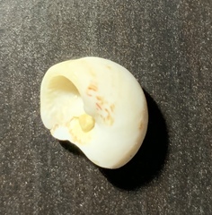 Mollusca