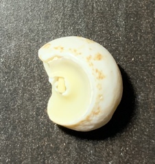 Mollusca