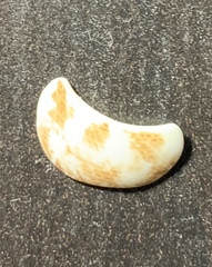 Mollusca
