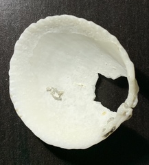 Bivalvia