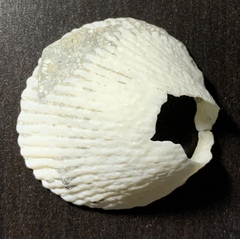 Bivalvia