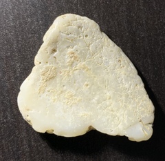 Mollusca