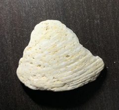 Mollusca