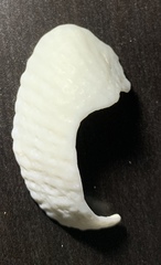 Mollusca
