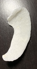 Mollusca