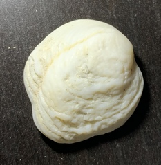 Mollusca