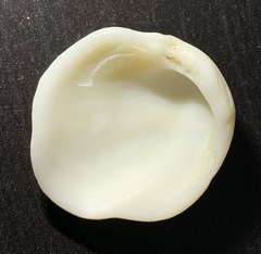 Mollusca