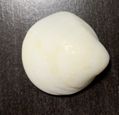Mollusca