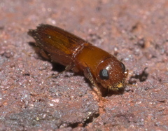 Euplatypus compositus