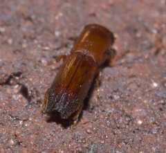 Euplatypus compositus