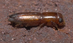 Euplatypus compositus