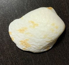 Mollusca