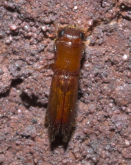 Euplatypus compositus