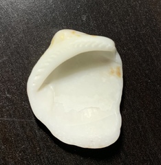 Mollusca