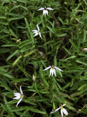 Lobelia chinensis