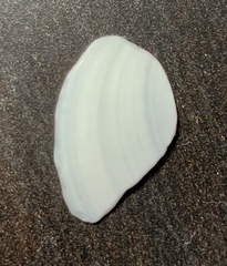 Mollusca
