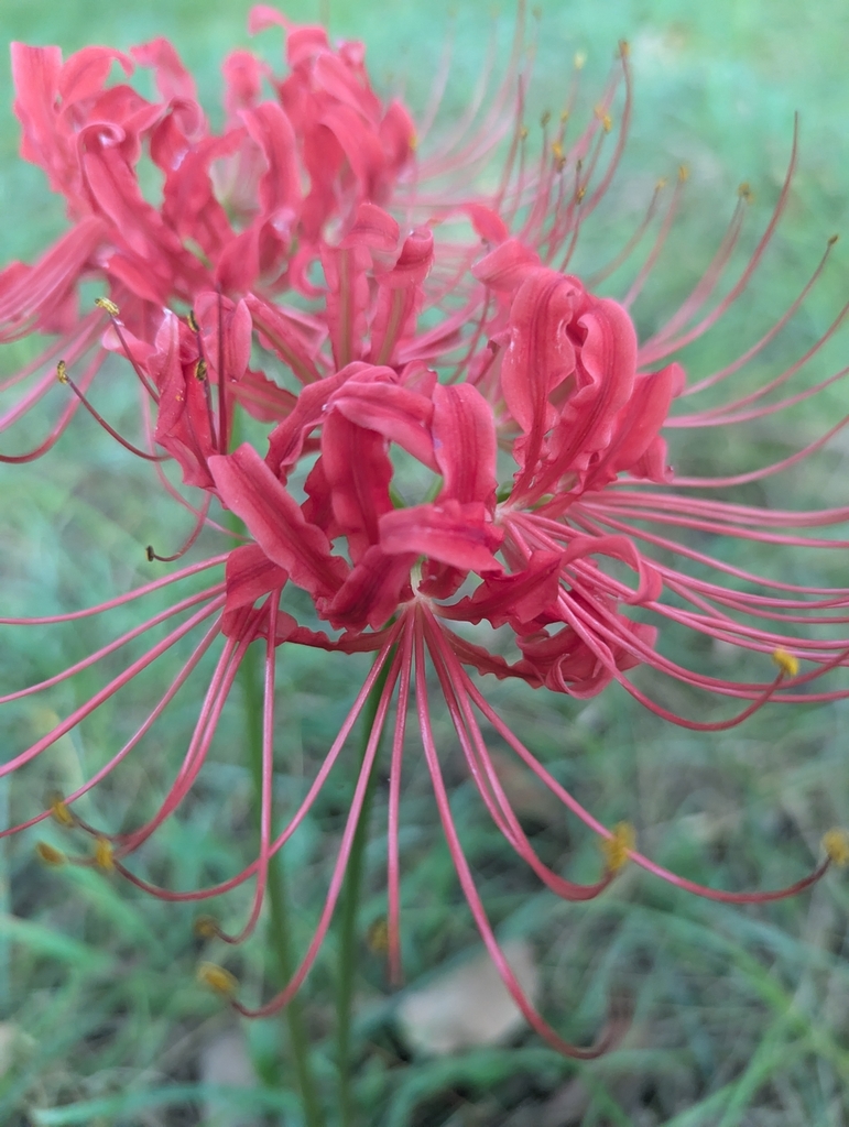 Lycoris radiata, Starkville, MS 39759, USA