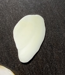 Mollusca